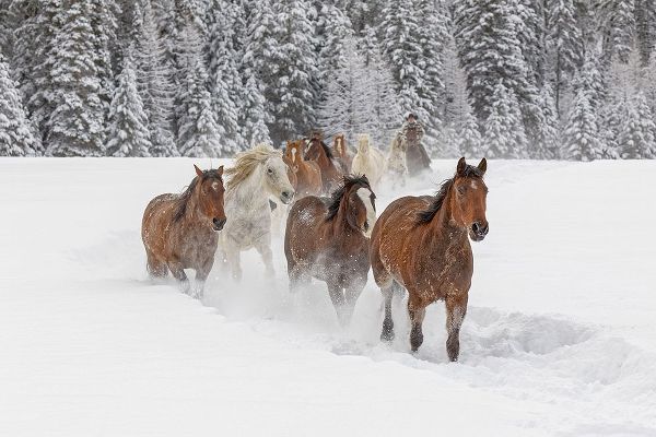 Horses running through fresh snow during roundup-Kalispell-Montana